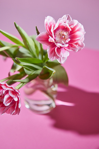 Pink tulip with green leaves in a transparent glass with a reflection of the shadows of a vase on a pink background. As a layout for a woman's day