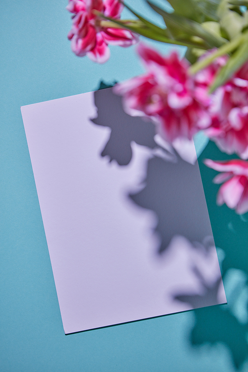 Postcard made of white cardboard with copy space , pattern from the shadows and pink spring tulip flowers on a blue background. Flat lay.
