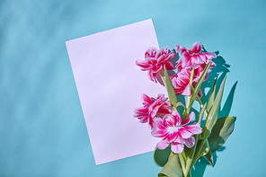 White copy of the space decorated with pink fresh tulips with green leaves with a reflection of shadows on a blue background. An opening for Valentine's Day or Mother's Day. Flat lay.
