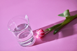 Creative composition of a beautiful pink tulip and a glass of water on a pink background with reflection of shadows and space for text.