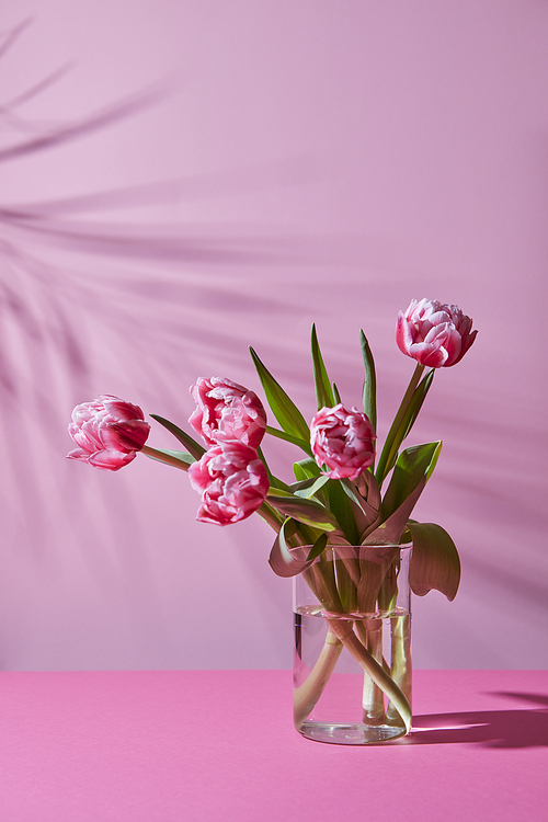 Vase with a bouquet of pink tulips, pattern of shadows on a pink background with copy space. The concept of a gift for a birthday