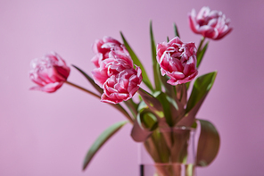 Transparent glass vase with pink tulips on a pink background. Postcard