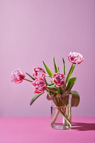 Beautiful spring pink tulips in a glass vase on a pink background with copy space. The concept of a greeting card
