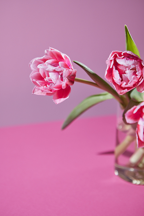 Colorful pink tulips flowers in a transparent vase on a pink background copy space for text. Springtime. Natural background