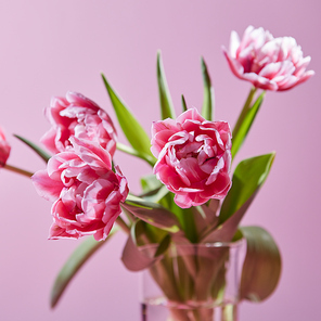 Fresh colorful tulips in a glass vase on a pink background. Greeting card