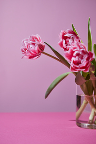 Bouquet of pink blossoming tulips in a glass vase on a pink background with copy space for text. Floral background