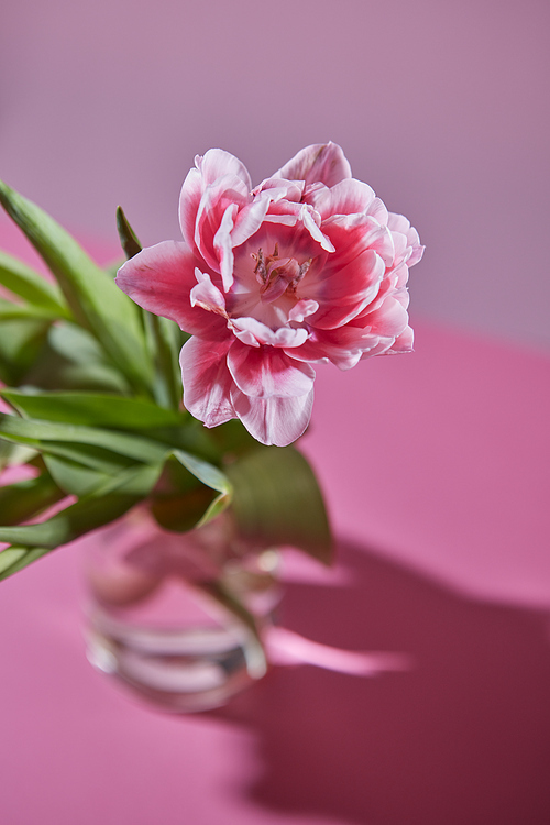 Single pink white tulip flower with green leaves in a vase reflection of the shadow on a pink background. Flowering spring background