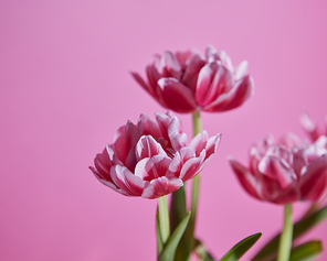 Flowers tulips pink white with green leaves on a pink background. Blossoming background as a layout for greeting card