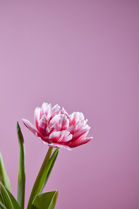 Pink white tulip with green leaves on a pink background with copy space on a pink background. Greeting card