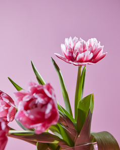 Blossoming pink spring tulips with green leaves on a pink background. Natural background for a postcard or layout