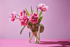 A bouquet of fresh pink tulips in a glass transparent vase on a pink background with reflection of shadows.
