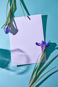 Two purple iris as a frame on a white sheet of paper with shadows from a glass on a blue background, flat lay
