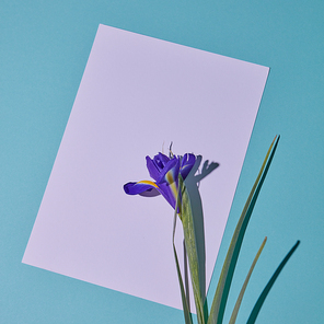 White vertical frame decorated with a flower Iris with shadows on a blue paper background. Postcard to Valentine's day. Flat lay