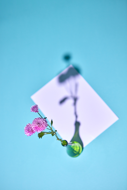 Composition from a pink flower in a glass vase with a white blank copy space with a reflection of a shadow on a blue paper background. Top view