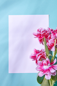 Flower composition of pink tulips decorating white cardboard on a blue background with copy space . Concept greeting card, flat lay.