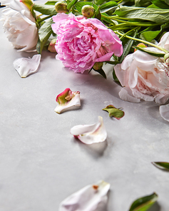 Composition, from petals and branches of pink and white peonies with green leaves on a gray concrete background with copy space. Floral layout for your ideas.