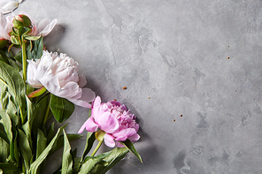 Bouquets of pink and white peonies presented on a gray concrete background in the form of a corner frame with copy space for text. Postcard. Flat lay
