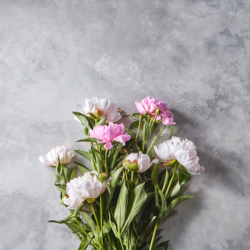 Bouquet of beautiful pink peony with buds on a gray concrete background with copy space for text. Mother's Day gift. Flat lay