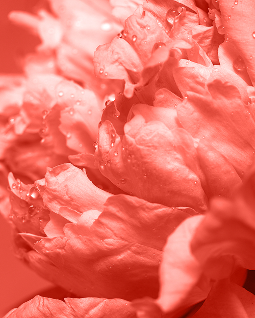 Fresh bud of fresh peony with dew drops. Floral background in a color of the year 2019 Living Coral pantone . Macro photo. Natural layout.