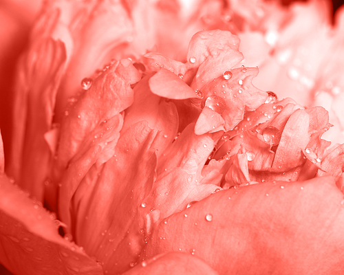 Natural pattern of peony petals with clean water drops in a trendy color of the year 2019 Living Coral pantone. Floral background. Macro photo.