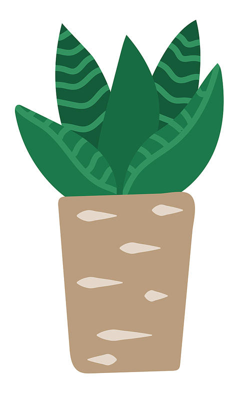 Evergreen plant in pot, interior decoration. Succulent, vegetation that grown indoor in potting soil. Isolated decor for house and office interiors. Vector illustration of small houseplant in flat