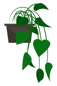 Plant in black pot with green leaves. Vegetation that grown indoor in potting soil. Isolated botanical decor for house and office interiors. Vector illustration of potted houseplant in flat style