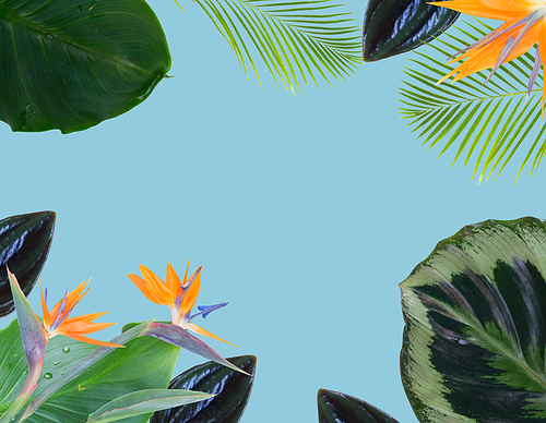 tropical flowers and leaves - border of fresh strelizia bird of paradize flowers and exotic palm leaves on blue background