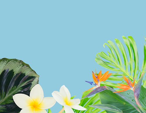 tropical flowers and leaves - border of strelizia bird of paradize flowers, frangipani and exotic palm leaves border on blue background