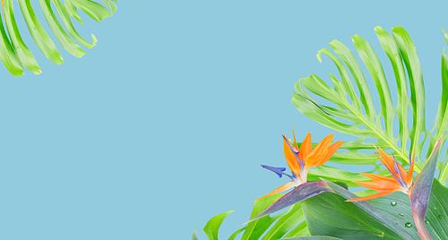 tropical flowers and leaves - border of fresh strelizia bird of paradize flowers and exotic monstera leaves on blue background banner