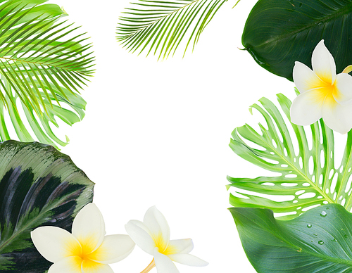 fresh green exotic tropical leaves and flowers frame on white background with copy space