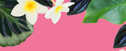 tropical flowers and leaves - border of fresh frangipani and strelizia flowers and exotic palm leaves on pink background