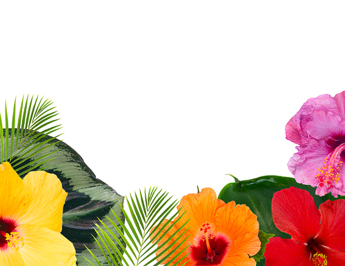 tropical flowers and leaves - frame of fresh multicilored hibiscus flowers and exotic palm leaves border on white background with copy space