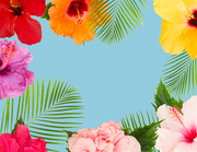 tropical fresh flowers and leaves - frame of fresh multicilored hibiscus flowers and exotic palm leaves on blue