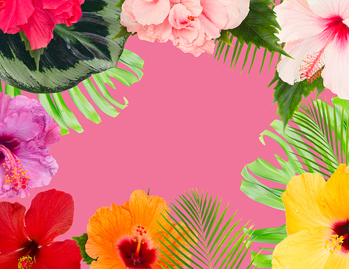 tropical flowers and leaves - frame of fresh multicilored hibiscus flowers and exotic palm leaves on pink