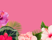 tropical flowers and leaves - border of fresh multicilored hibiscus flowers and exotic palm leaves on pink