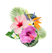 tropical flowers and leaves - fresh hibiscus and frangipani flowers and exotic palm leaves isolated on white