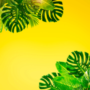 Tropical green leaves frame over pastel plain yellow background with copy space toned image