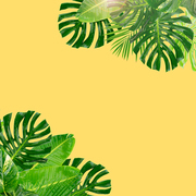 Tropical fresh green leaves frame over pastel plain yellow background with copy space