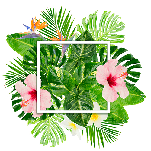 Tropical fresh green leaves and flowers isolated on white