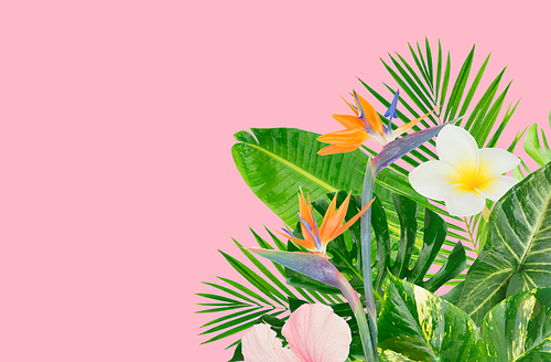 Tropical green leaves and flowers over pink background, banner with copy space