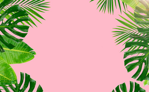 Tropical green leaves frame over pink background banner