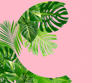 Tropical green leaves frame over plain pink background with copy space