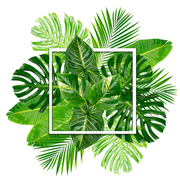 Tropical green leaves layout isolated on white