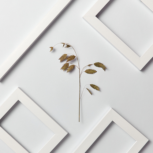 Plant natural decorative composition with empty frames for your text and eco leaf branch on a light gray background. Top view.