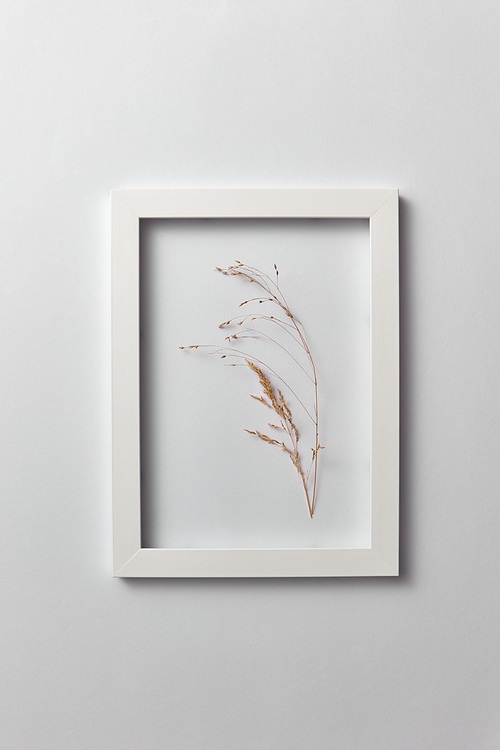 Natural eco frame with dry plant branch on a light gray background. Place for text. Top view. Organic postcard.