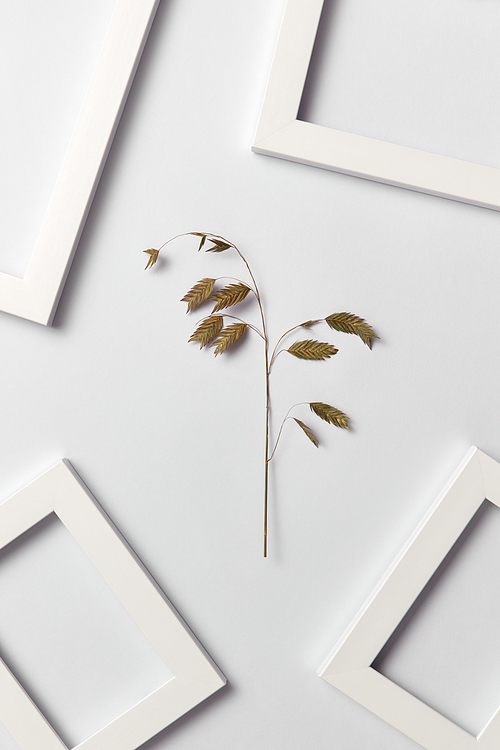 Herbal creative pattern of leaf branch and empty frames on a light gray background with place for text. Flat lay.