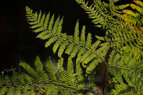 Beautiful intimate landscape detail image of fern in forest lit by sun against black background