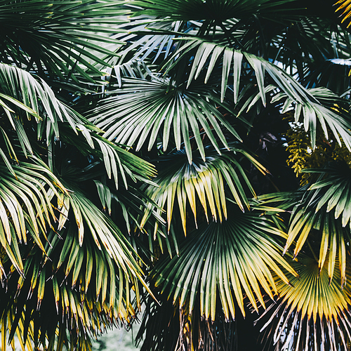 Palm plant leaf ecology. Summer tropical background
