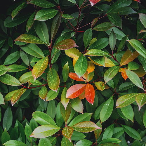 Tropical plant leaves. Macro closeup square background