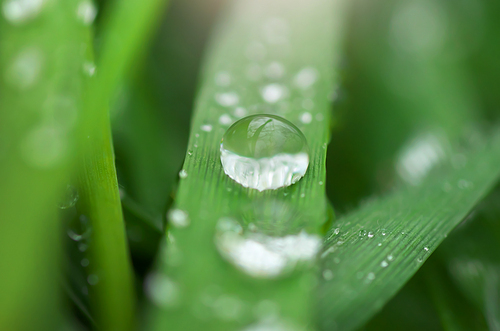 Macro of raindrop. Nature and ecology composition.